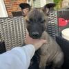 Working/Show Line AKC Belgian Malinois 
