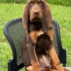 5 month old pure bred blood hound