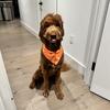 Rehome Goldendoodle