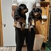 ROTTWEILER PUPS EUROPEAN BLOODLINES PURE BREED