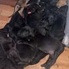 Cane corso puppies 