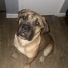 BoerBoel