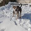 1 year old American bully 100 dollars 