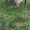 Black Tri Merle Bully