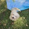 Bichon Havanese