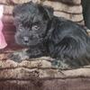 Miniature Schnauzer puppies Camden MI