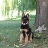 Smart AKC Long Coat German Shepherd Female