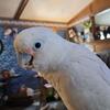 Goffin cockatoo 
