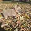 AKC French Bulldog Blue Fawn Male Puppies