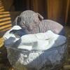 Sphynx kittens