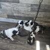 Akc saint bernard puppies