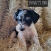 Miniature Schnauzer Puppy Black Parti #2
