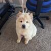 Chow chow puppy