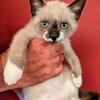 Snowshoe Siamese 