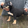 Micro bully pup male sold!!