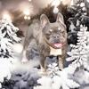 AKC register French Bulldog stud