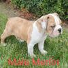 Olde English Bulldogge Puppies