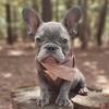 French Bulldog Female, Skye