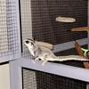 2 female sugar gliders 