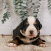 Pascal - Bernese Mountain Dog Puppy Ready in May
