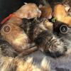Scam!!! Do not purchase kittens from this womenshe’s selling domestic cats has mainecoons.