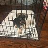 Puppies for Sale Located in Charleston South Carolina 