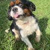 Adult Male Cavalier King Charles Spaniel