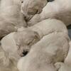 AKC Golden Retriever Puppies