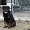 10 month Rottweiler male