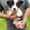 Cardigan Corgi Puppies