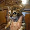 F5'S registered Bengal kittens Rosetted 