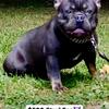 Adult Blue and Tan French Bulldog For Stud or Sale