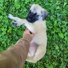 English Mastiff Puppies