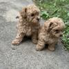 Yorkie Poodles