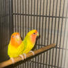 Lovebirds breeding pair