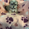 Teacup Morkie
