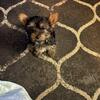 Yorky puppy female