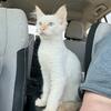 Balinese kitten
