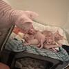 sphynx kittens looking for new home