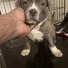 11 week American Bully