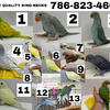 Top Quality Indian Ringnecks Available