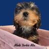Yorkie puppies