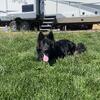 Rehoming Black Male German Shepherd stud