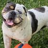 Olde English Bulldogge for stud-blue merle