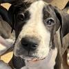 AKC Great Dane Puppy Orange Collar