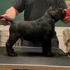 Exceptional Black Labrador Retriever Puppies Available!