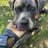 Cane corso / pitbull 