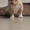 Female Merle English bulldog