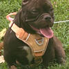 Micro Exotic American Bully