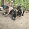 Huge sale!!! Cane corso pups health tested 